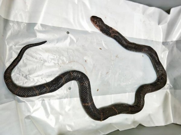 聚创配资 大爷在海关用塑料袋装眼镜蛇并徒手拎出，画面曝光！毒性强烈